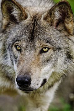 900b27832651940eb70527e2e8114f02–timber-wolf-lone-wolf