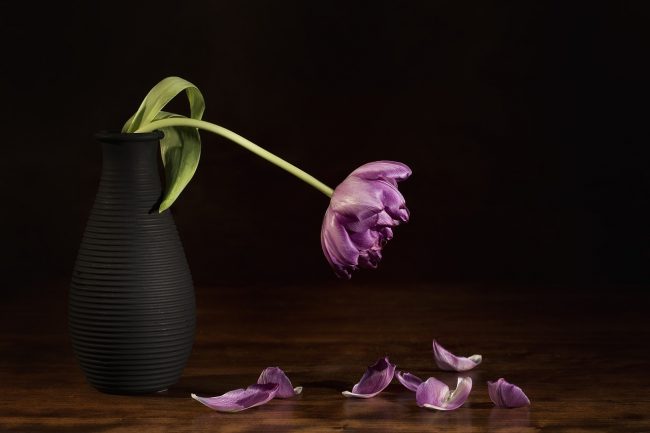 Cómo-revivir-las-flores-marchitas-solo-con-agua-en-3-pasos