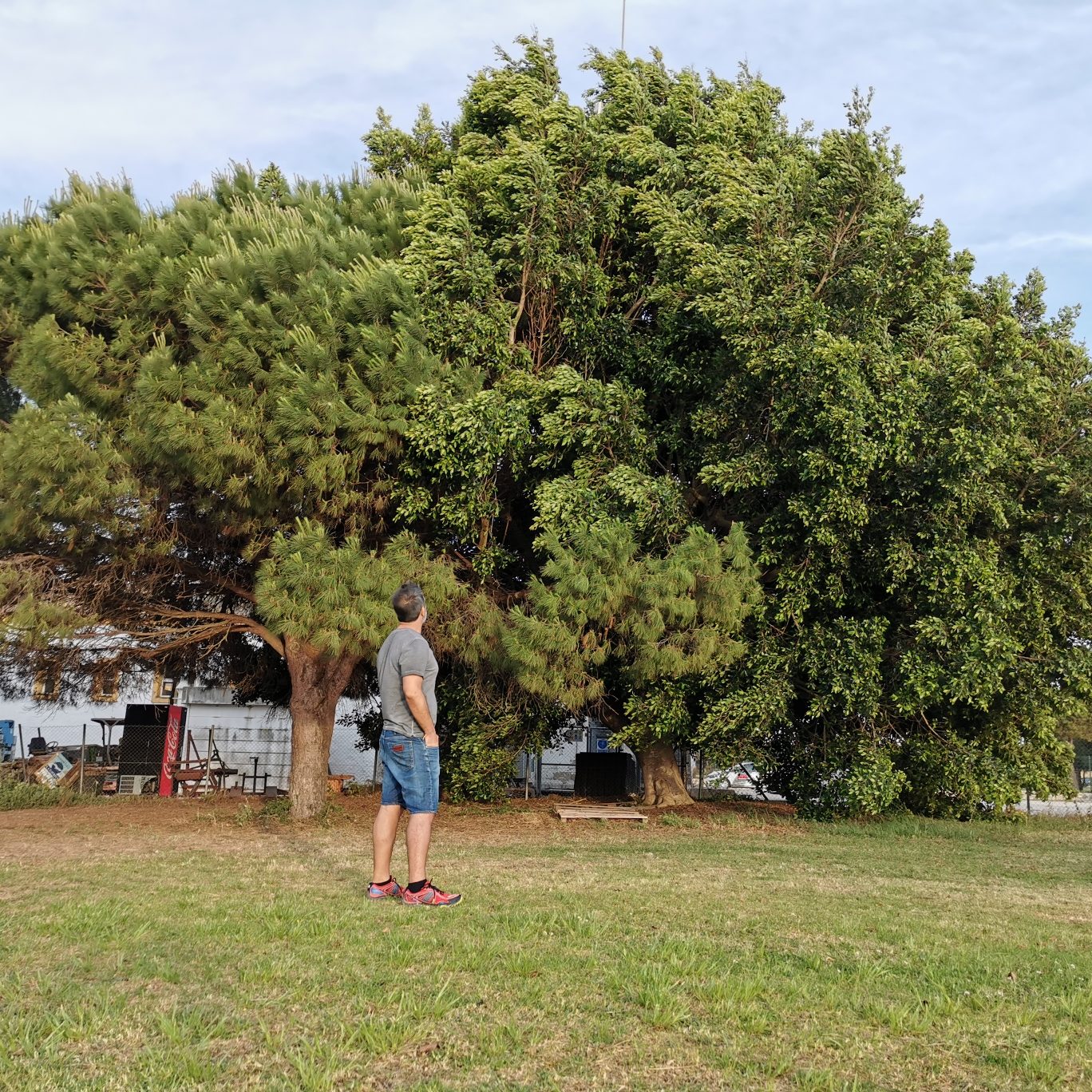 APRENDIENDO DE LOS ARBOLES 7
