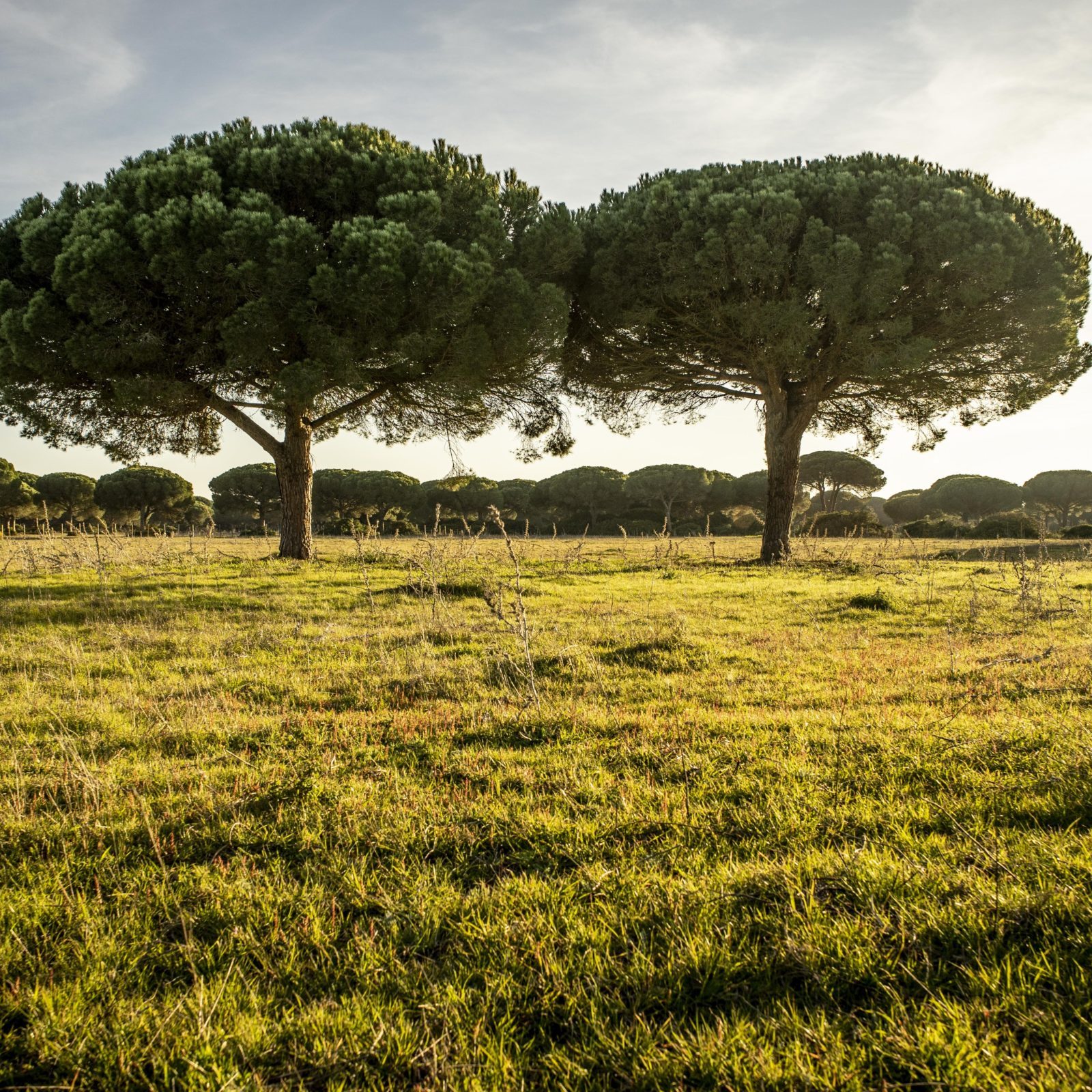 Pinos-Dehesa Campano 02-19 (1)