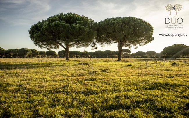 Pinos-Dehesa Campano 02-19 (1)