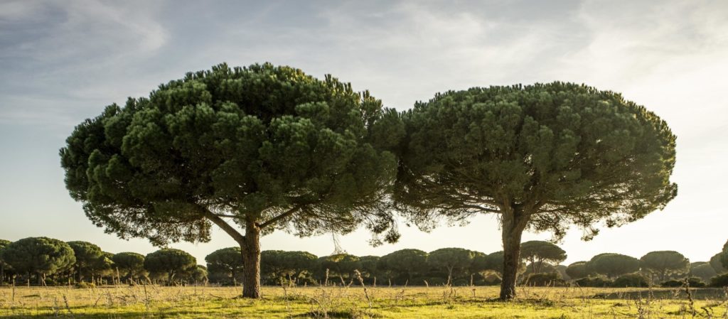 Pinos-Dehesa Campano 02-19 (1)