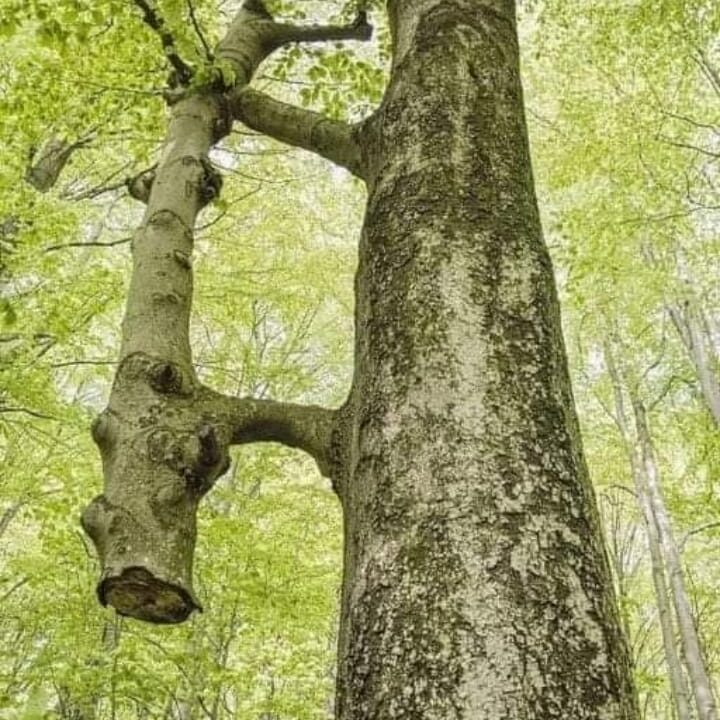 arbol cuidador